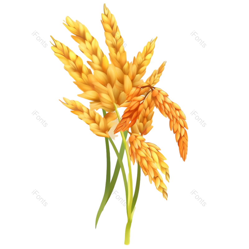 芒种图片,元素元素,麦穗PNG,自然免抠素材